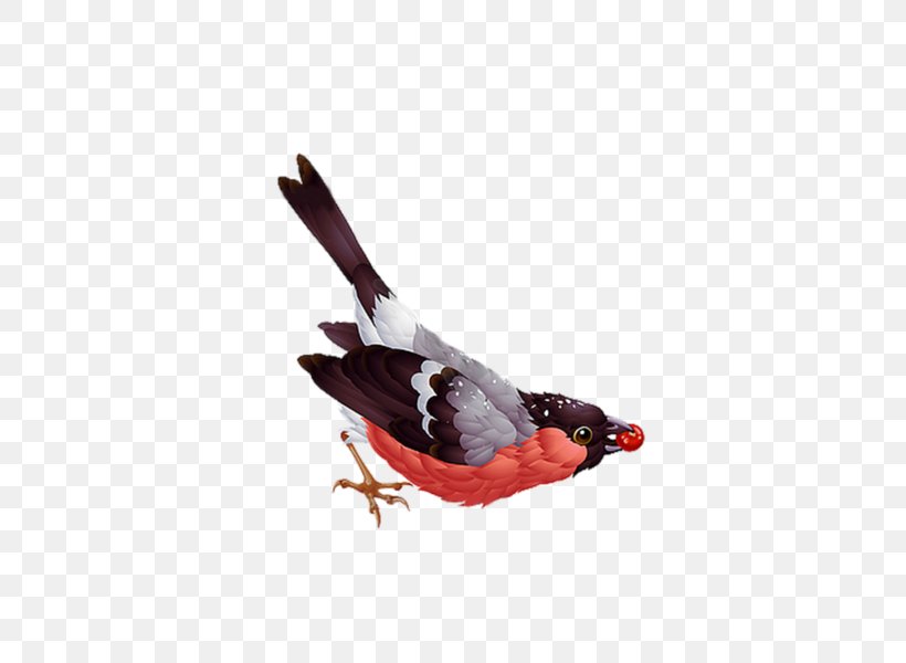 Bird Bullfinch Clip Art, PNG, 600x600px, Bird, Beak, Bullfinch, Eurasian Bullfinch, Feather Download Free