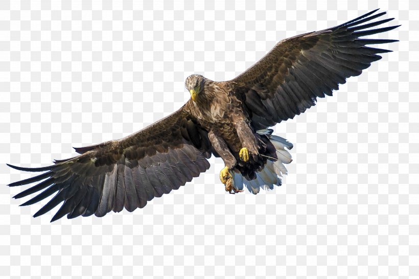 Bird Of Prey Bald Eagle White-tailed Eagle, PNG, 3602x2402px, United States, Accipitriformes, Author, Bald Eagle, Beak Download Free