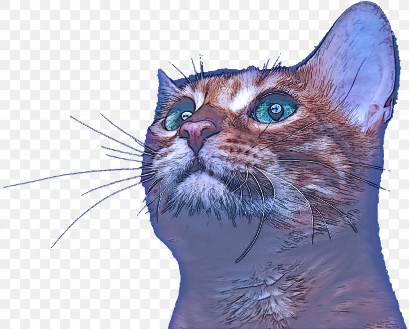 Cat Small To Medium-sized Cats Whiskers Tabby Cat Snout, PNG, 1344x1083px, Cat, American Wirehair, Kitten, Small To Mediumsized Cats, Snout Download Free