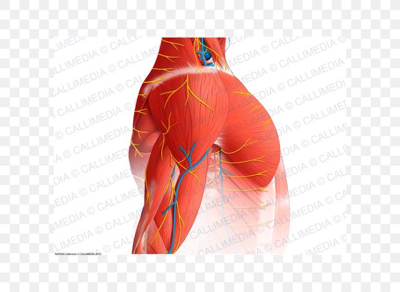 Hip Shoulder Muscle Nerve Blood Vessel, PNG, 600x600px, Watercolor, Cartoon, Flower, Frame, Heart Download Free