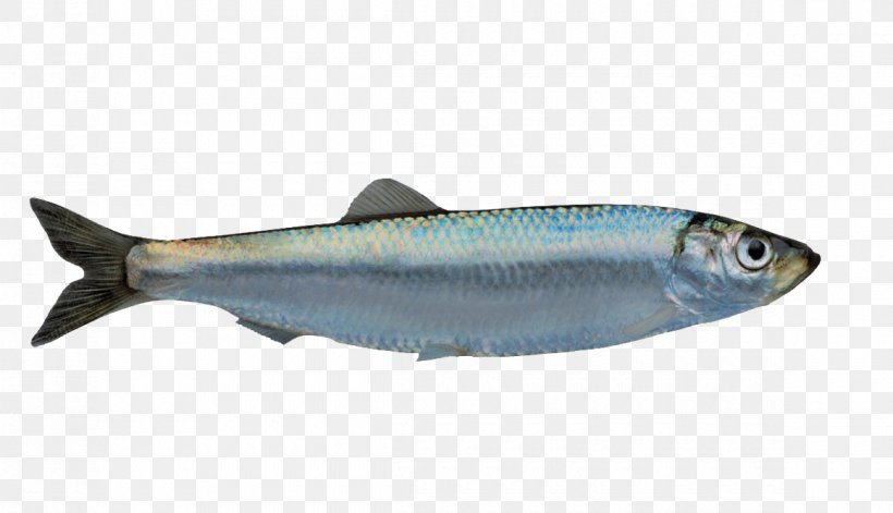 Norway European Sprat Fish Capelin, PNG, 1160x667px, Norway, Anchovy, Atlantic Horse Mackerel, Bonito, Bony Fish Download Free