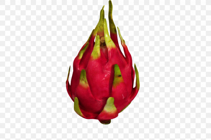 Bud Plant Dragonfruit Flower Pitaya, PNG, 1440x960px, Bud, Costa Rican Pitahaya, Dragonfruit, Flower, Food Download Free
