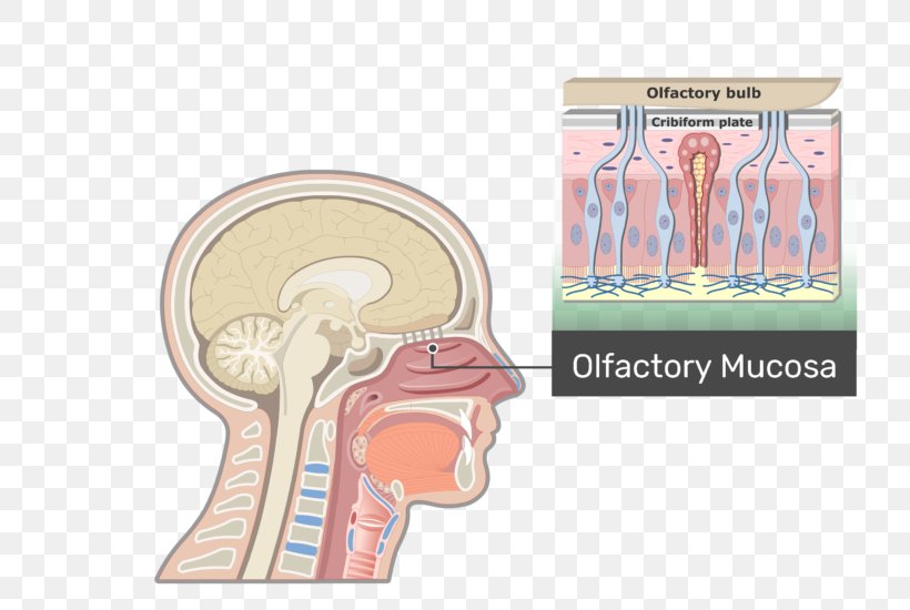 Eustachian Tube Pharynx Anatomy Larynx Adenoid, PNG, 770x550px, Watercolor, Cartoon, Flower, Frame, Heart Download Free
