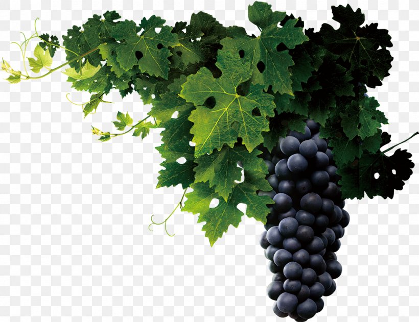 Juice Wine Common Grape Vine Grape Seed Extract, PNG, 1072x825px, Juice, Alcoholic Drink, Auglis, Capsule, Common Grape Vine Download Free