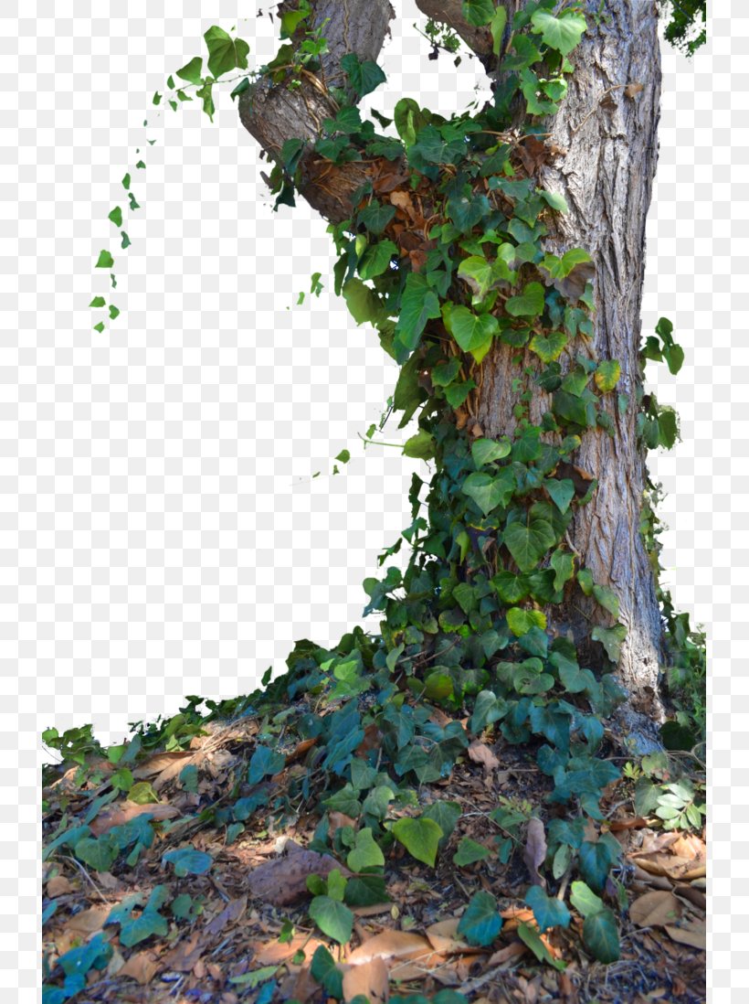 Populus Nigra Tree, PNG, 727x1098px, Populus Nigra, Branch, Color, Cottonwood, Evergreen Download Free