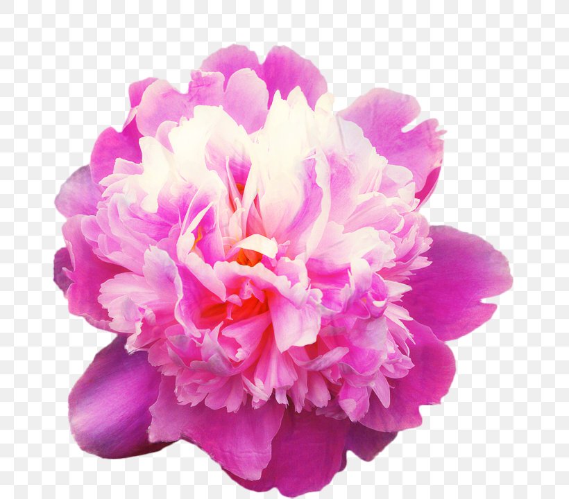 Watercolor Pink Flowers, PNG, 675x720px, Peony, Chinese Peony, Common Peony, Cut Flowers, Flower Download Free