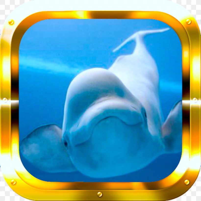 Arctic Beluga Whale Shedd Aquarium Lagenorhynchus, PNG, 1024x1024px, Arctic, Beluga Whale, Blowhole, Blue, Boreogadus Saida Download Free