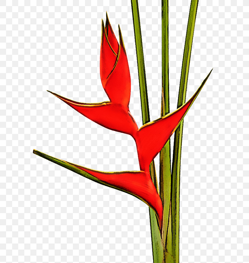 Bird Of Paradise, PNG, 619x864px, Bird Of Paradise, Flower, Heliconia, Plant, Plant Stem Download Free