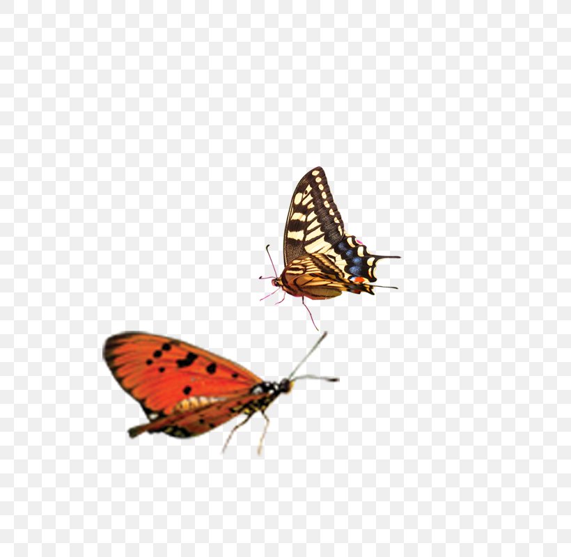 Monarch Butterfly Lycaenidae Fun, Easy, And Useful C/C++ Programming Moth, PNG, 800x800px, Monarch Butterfly, Arthropod, Brush Footed Butterfly, Butterfly, Computer Programming Download Free