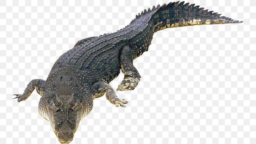 Crocodiles Saltwater Crocodile Nile Crocodile Gecko, PNG, 747x460px, Crocodile, Alligator, American Alligator, Animal Figure, Common Iguanas Download Free