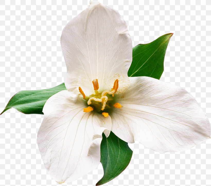 Flower White Petal Plant Mock Orange, PNG, 1600x1416px, Flower, Magnolia, Magnolia Family, Mock Orange, Petal Download Free