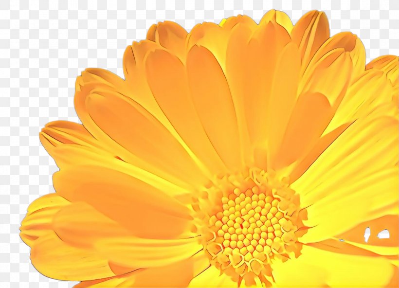 Flowers Background, PNG, 2352x1699px, Cartoon, Annual Plant, Asterales, Barberton Daisy, Calendula Download Free