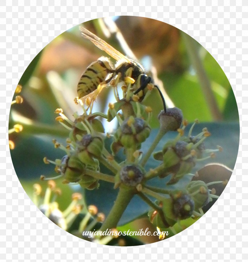 Honey Bee Levante Common Ivy Araliaceae, PNG, 1425x1510px, Honey Bee, Araliaceae, Arthropod, Bee, Common Ivy Download Free