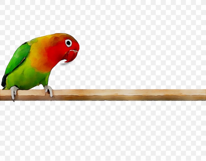 Lovebird Parakeet Macaw Feather Pet, PNG, 1054x824px, Lovebird, Beak, Bird, Budgie, Fauna Download Free