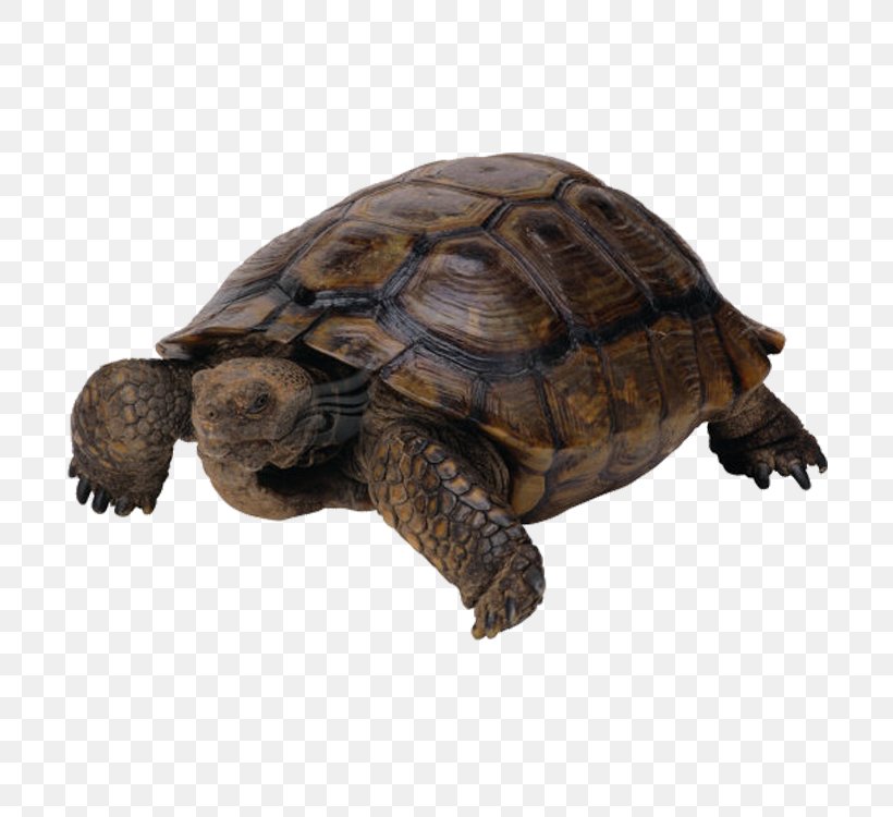 Sea Turtle Reptile Clip Art, PNG, 750x750px, Turtle, Animal, Box Turtle, Chelydridae, Common Snapping Turtle Download Free