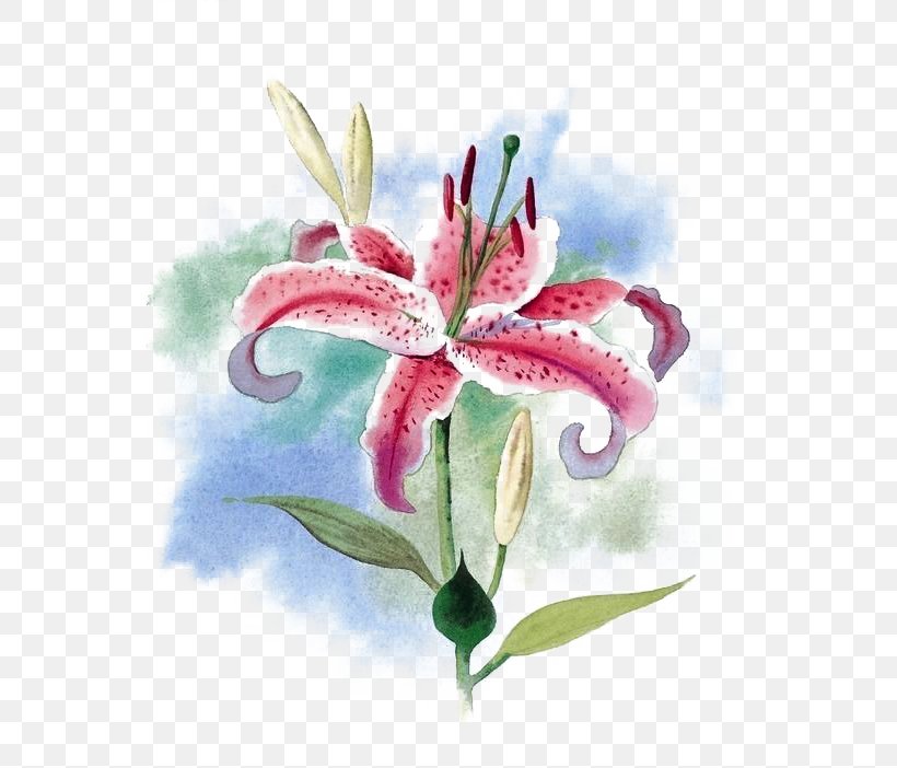 Tiger Lily Flower Water Lily Arum-lily, PNG, 566x702px, Tiger Lily, Arumlily, Drawing, Flora, Floral Design Download Free