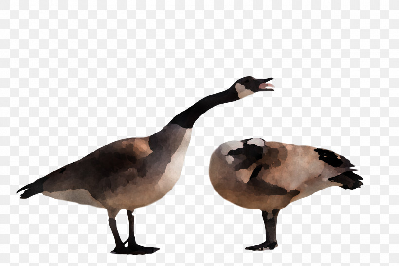 Goose Wild Animal, PNG, 1920x1280px, Goose, Animal, Beak, Bird, Canada Goose Download Free