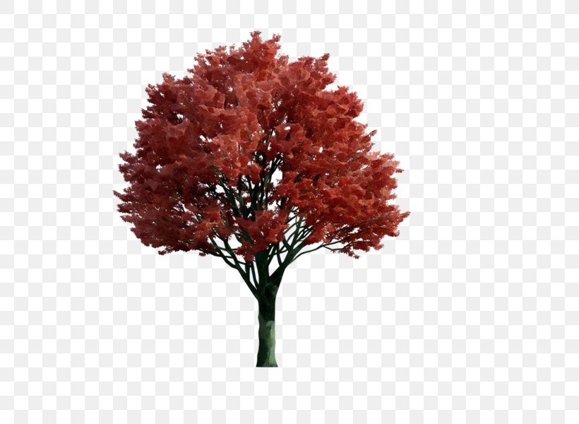 Tree Plant Red Woody Plant Leaf, PNG, 600x600px, Watercolor, Autumn, Flower, Leaf, Maple Download Free