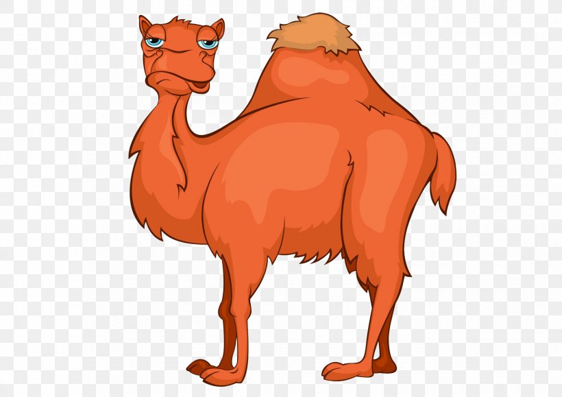 Bactrian Camel Cartoon Royalty-free Clip Art, PNG, 1754x1240px, Bactrian Camel, Arabian Camel, Camel, Camel Like Mammal, Carnivoran Download Free