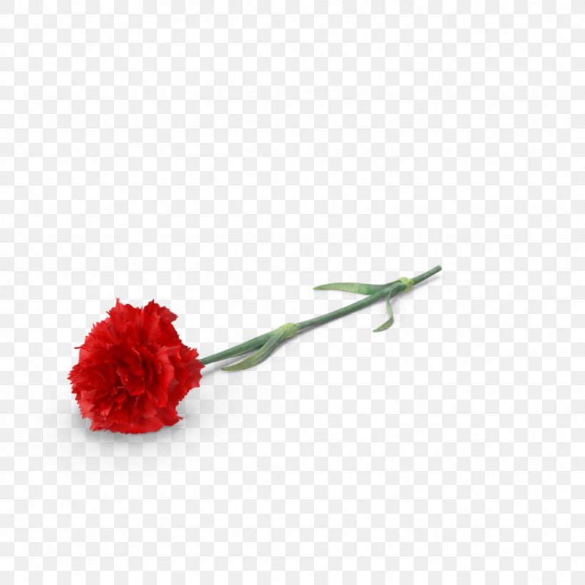 Carnation Cut Flowers, PNG, 1024x1024px, Carnation, All Inclusive Limo, Allinclusive Resort, Cheap, Cut Flowers Download Free