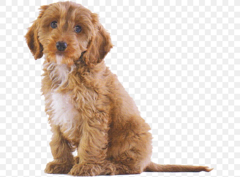 Cockapoo Cavalier King Charles Spaniel Puppy Dog Breed Pet, PNG, 670x604px, Cockapoo, Breed, Carnivoran, Cavalier King Charles Spaniel, Cavapoo Download Free