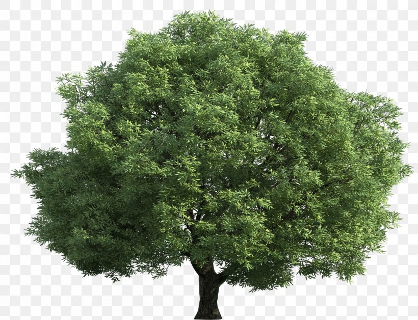 English Oak Tilia Cordata Silver Birch Populus Alba Tree, PNG, 2000x1533px, English Oak, Birch, Branch, Cottonwood, Depositphotos Download Free