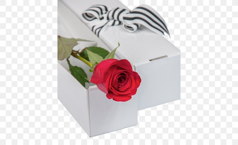 Garden Roses Floral Design Cut Flowers, PNG, 500x500px, Garden Roses, Box, Cut Flowers, Floral Design, Flower Download Free