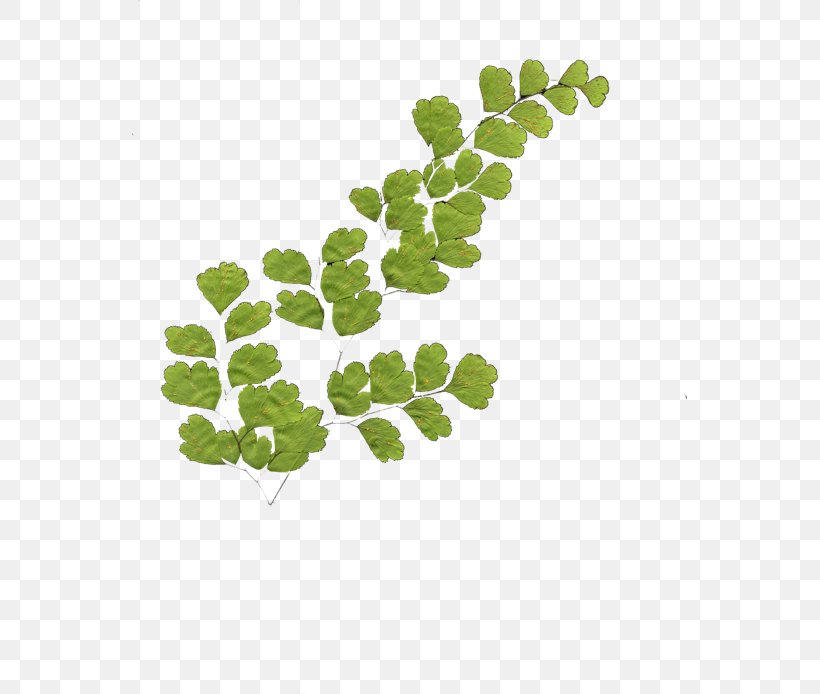 Leaf Vegetable Green Plant Stem Branching, PNG, 555x694px, Leaf Vegetable, Branch, Branching, Grass, Green Download Free