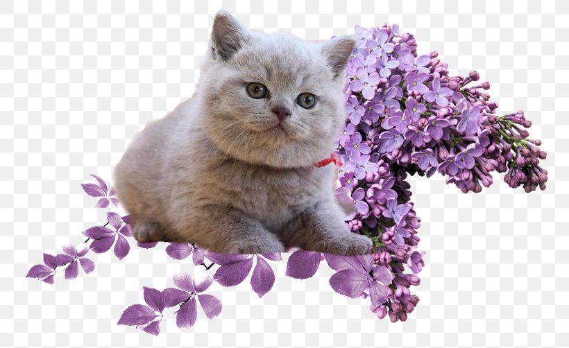 Lilac Clip Art, PNG, 800x502px, Lilac, British Semi Longhair, British Shorthair, Carnivoran, Cat Download Free