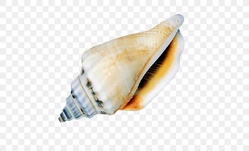 Sea Snail Seashell Conch, PNG, 500x500px, Seashell, Conch, Conchology, Jaw, Sea Download Free