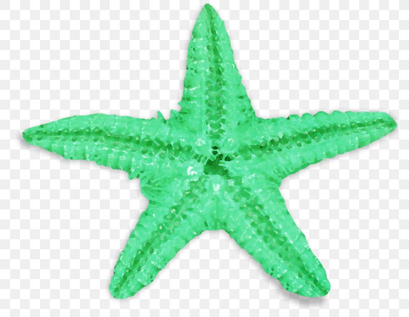 Common Starfish Green Sea Urchin, PNG, 800x636px, Starfish, Animal, Common Starfish, Diadema Antillarum, Echinoderm Download Free