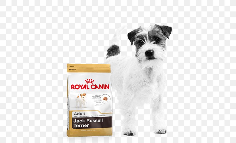 Jack Russell Terrier Cat Food Puppy Dog Food Royal Canin, PNG, 500x500px, Jack Russell Terrier, Breed, Carnivoran, Cat Food, Companion Dog Download Free
