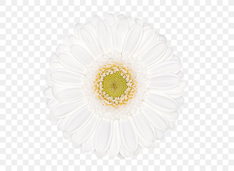 Transvaal Daisy Chrysanthemum Cut Flowers Petal, PNG, 600x600px, Transvaal Daisy, Asterales, Chrysanthemum, Chrysanths, Cut Flowers Download Free