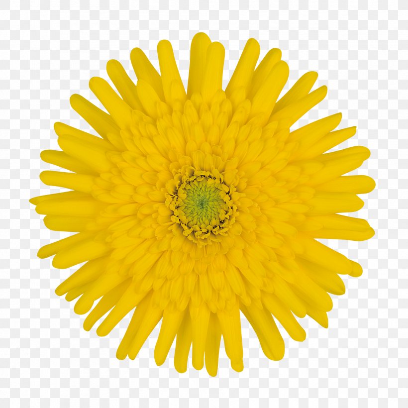 Hair Logo, PNG, 1772x1772px, Logo, Daisy Family, Dandelion, English Marigold, Flower Download Free