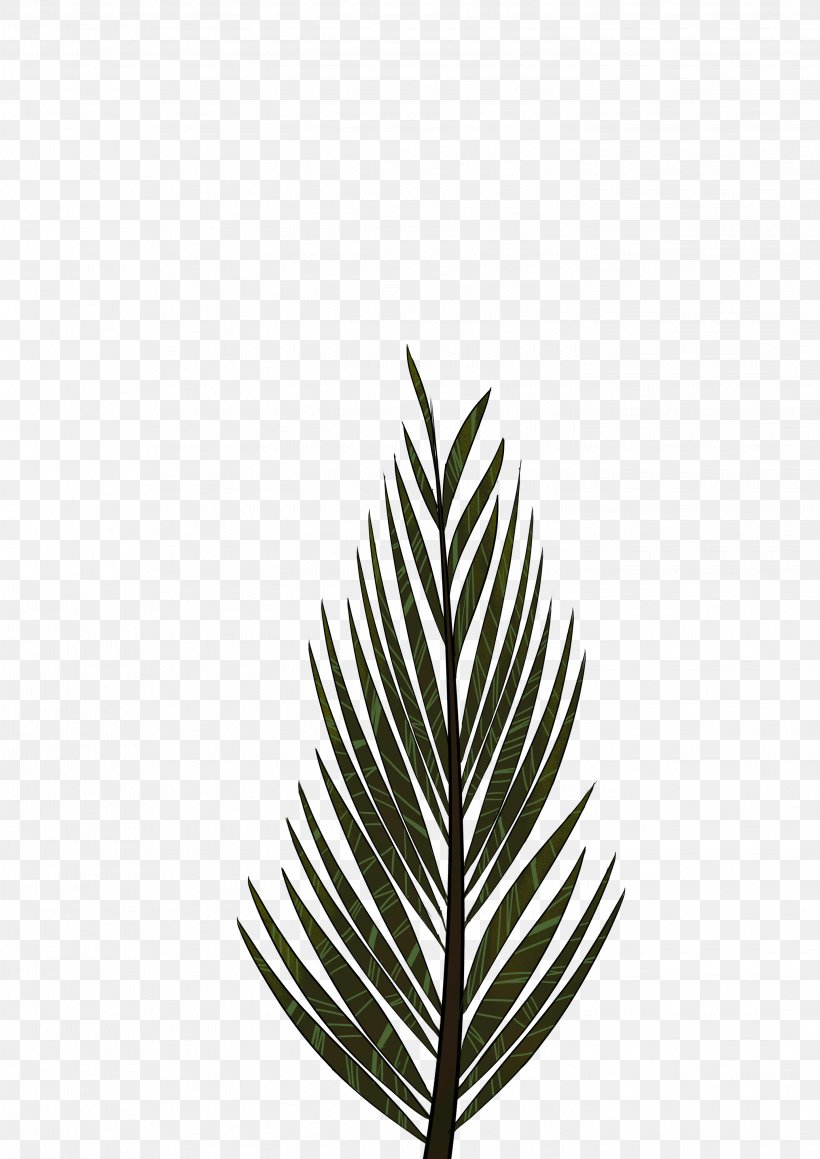 Pinus Palustris Leaf Tree Arecaceae Drawing, PNG, 2893x4092px, Pinus Palustris, Arecaceae, Black And White, Branch, Conifer Cone Download Free
