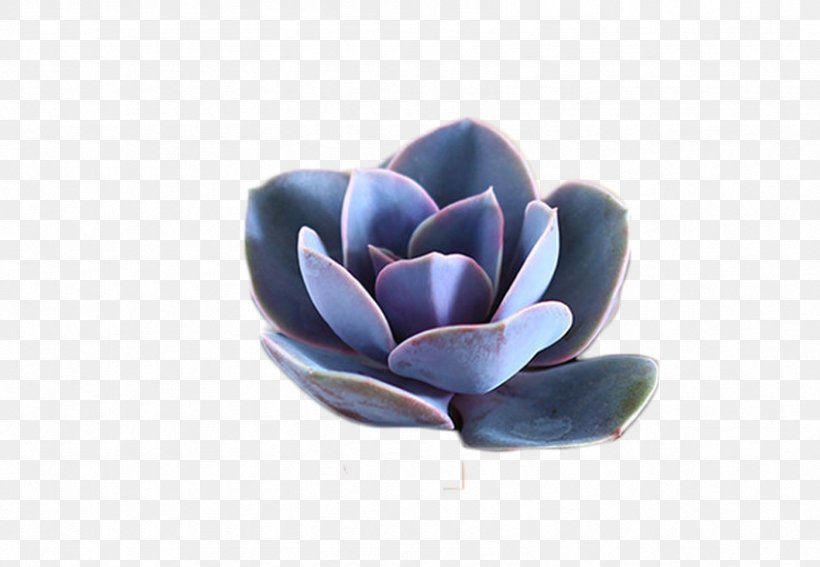 Succulent Plant Graptopetalum Paraguayense Echeveria Bonsai, PNG, 846x586px, Succulent Plant, Blue, Bonsai, Echeveria, Flower Download Free