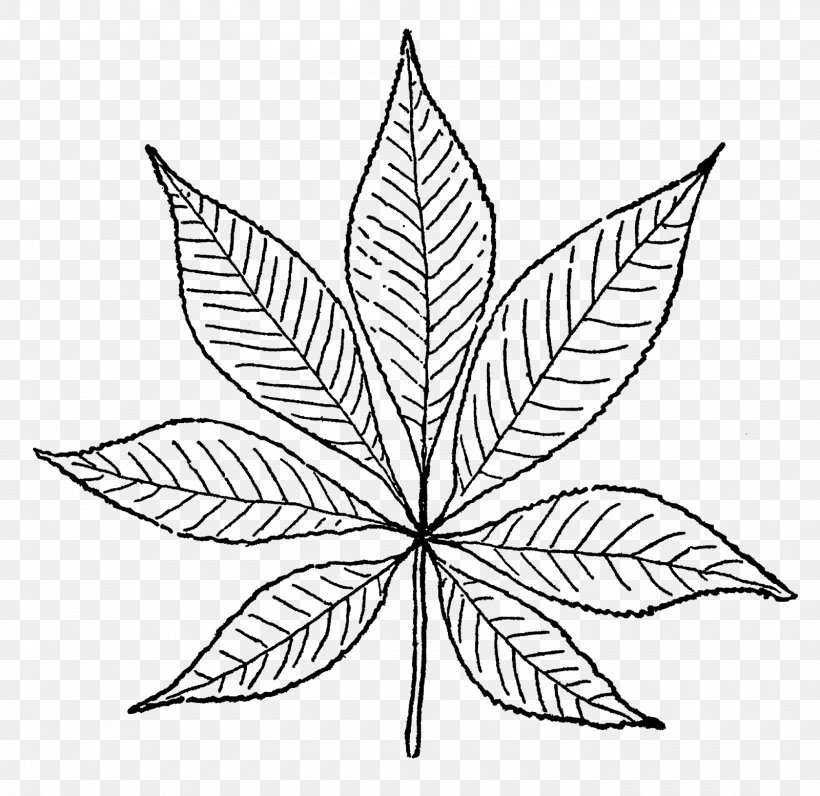 Leaf Flower Plant Stem Symmetry Line, PNG, 1600x1554px, Leaf, Art, Blackandwhite, Botany, Flower Download Free