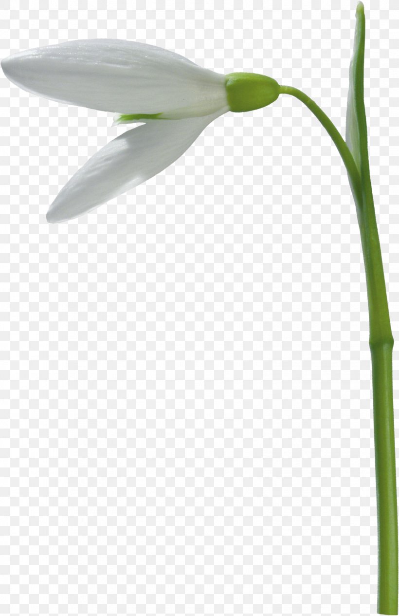 Galanthus Nivalis Flower Ciceksepeti.com, PNG, 1574x2429px, Galanthus Nivalis, Animation, Ciceksepeticom, Flower, Flowering Plant Download Free