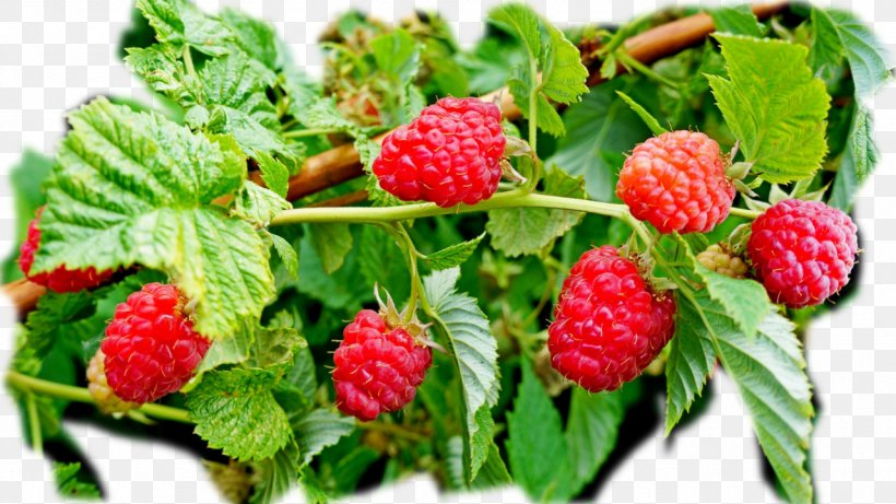 Red Raspberry Varenye Cultivar, PNG, 1280x720px, Red Raspberry, Berry, Blackberry, Blackcurrant, Boysenberry Download Free