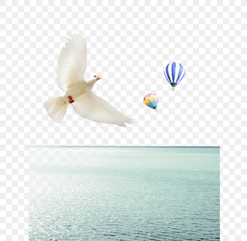 Sea Level Download, PNG, 640x800px, Sea Level, Beak, Bird, Computer, Feather Download Free