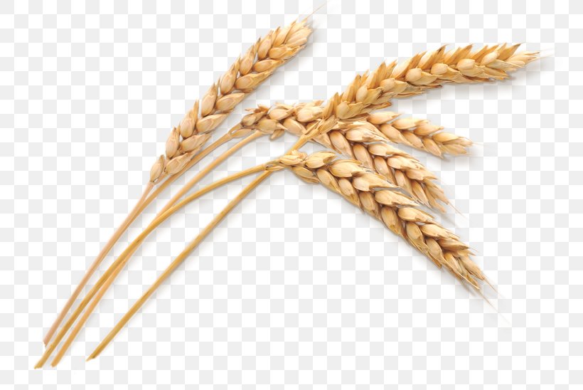 Silo Wheat Oat Cereal Ear, PNG, 786x548px, Silo, Barley, Bran, Cereal ...