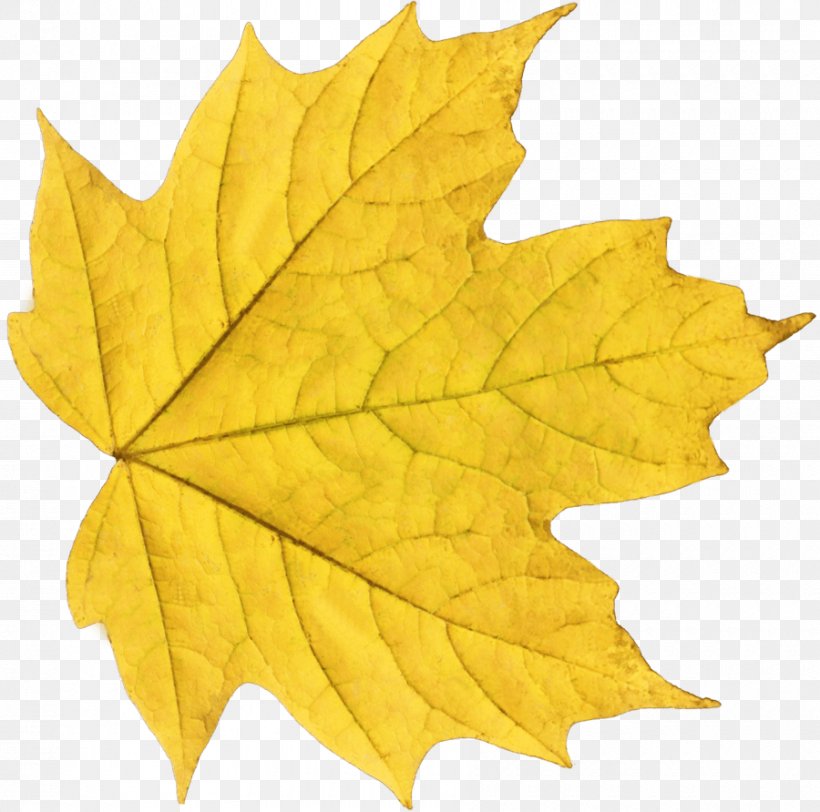 Autumn Leaf Color Yellow Clip Art, PNG, 900x892px, Autumn Leaf Color, Autumn, Color, Green, Leaf Download Free
