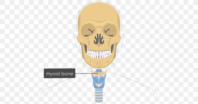 Hyoid Bone Facial Skeleton Lacrimal Bone Anatomy, PNG, 1200x630px, Hyoid Bone, Anatomy, Bone, Cervical Vertebrae, Ethmoid Bone Download Free