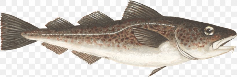 Atlantic Cod Fish Largemouth Bass, PNG, 1000x325px, Cod, Animal Figure, Atlantic Cod, Bass, Bony Fish Download Free