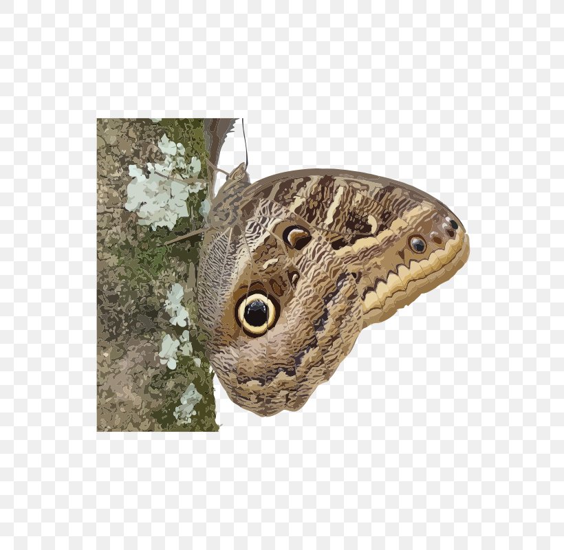 Butterfly Insect Owl Butterflies Borboleta Moth, PNG, 566x800px, Butterfly, Borboleta, Brushfooted Butterflies, Caligo Beltrao, Caligo Eurilochus Download Free