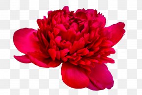 Peony - Peony Paeonia 'Coral Charm' Paeonia 'Coral Sunset' Cut Flowers PNG
