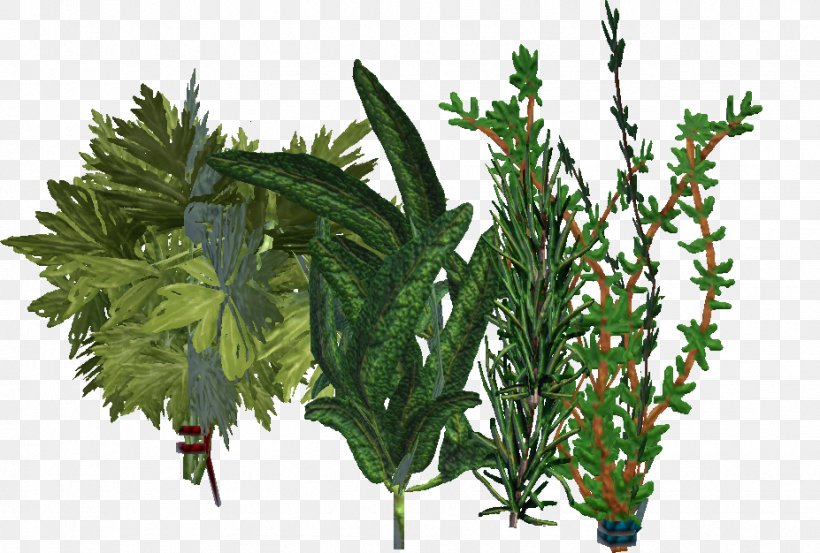 Tree Branch Leaf Herb Evergreen, PNG, 927x626px, Tree, Branch, Evergreen, Flowerpot, Hemp Download Free