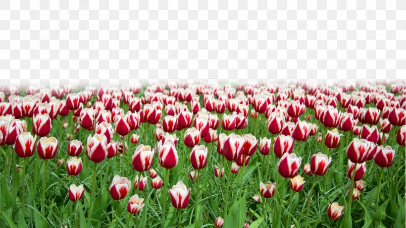 Tulip Flower Mattress Designer, PNG, 1112x625px, Tulip, Designer, Field, Floristry, Flower Download Free