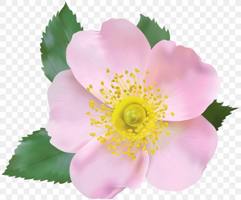 Flower Petal Prickly Rose Rosa Rubiginosa Rosa Dumalis, PNG, 3000x2487px, Flower, Petal, Pink, Plant, Prickly Rose Download Free