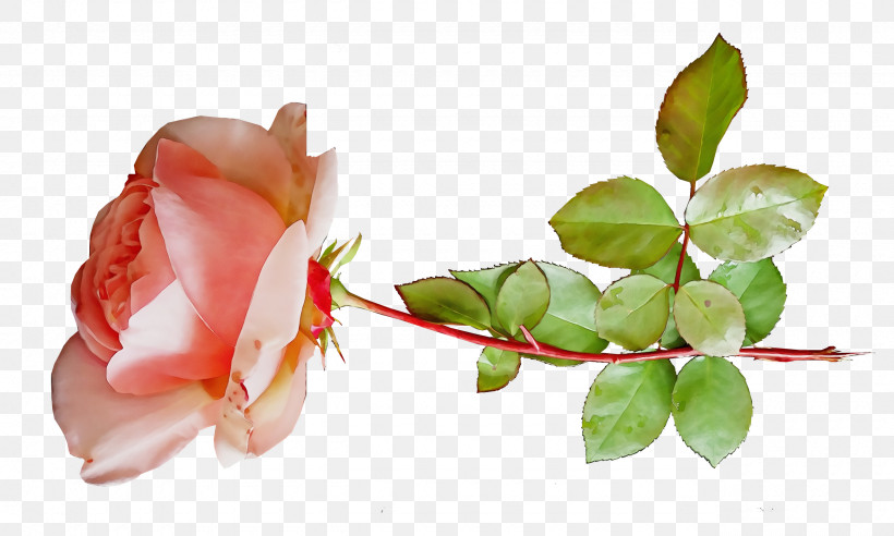 Garden Roses, PNG, 2560x1536px, Watercolor, Biology, Bud, Garden, Garden Roses Download Free
